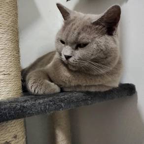 British Shorthair Male Proven 