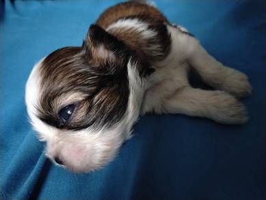 Shih Tzu puppy 