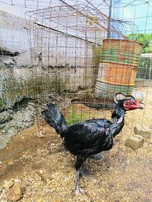 ibu muda pama