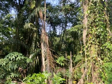 Agricultural Land in Karak, PHG