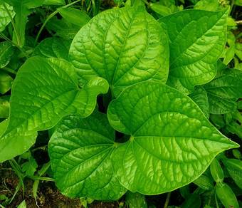 Daun Kaduk Segar 25 Helai