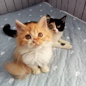 Kitten BSH dan BLH 