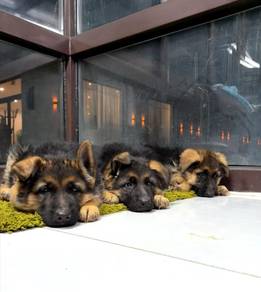 German Shepherd