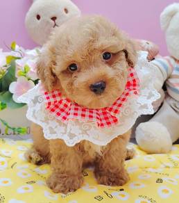 Poodle