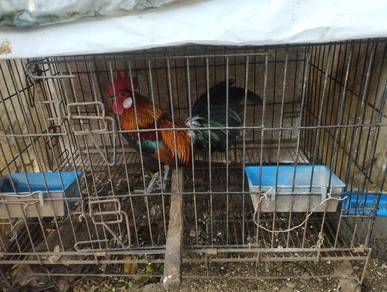 Ayam hutan pikat 