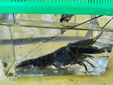 Lobster RC Blue