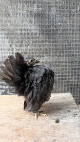 ayam serama betina