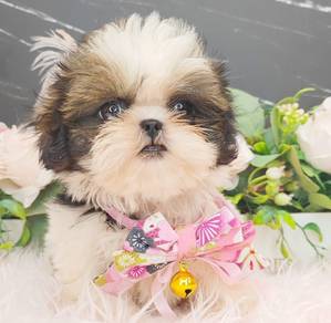 Shih Tzu