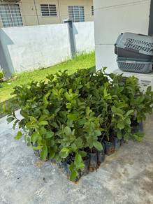 Anak Pokok Jambu Lohan