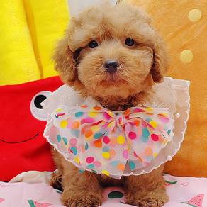 Poodle Toy