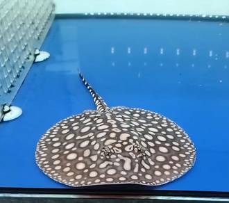 Thousand Island Black Diamond Hybrid Stingray Pari