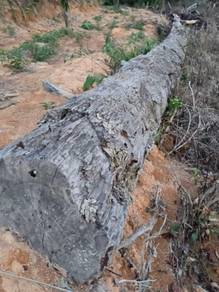 Great long rustic  wooden log 🥰