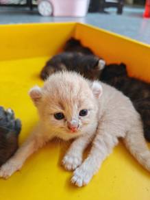 kitten 