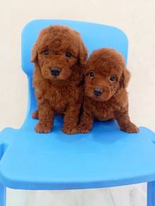 Reddish-brown Toy Poodle with a "Teddy Bear" face 🐻