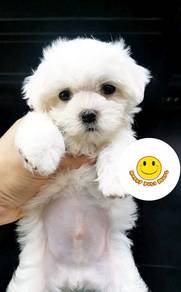 HHH-19 Tiny Maltese pretty puppy dog #MKA reg