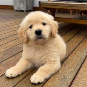 Goldenretriever 