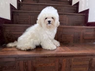 Bichon male puppies import China