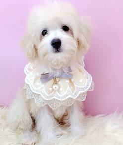 Maltipoo