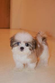 E19 Sweet Shih Tzu Puppy