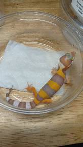 Leopard Gecko