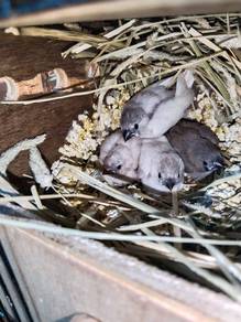 Zebra Finch