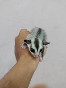 Sugar glider minimal mosaic ringtail betina