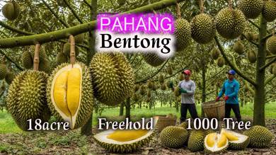 Agricultural Land in Bentong, PHG