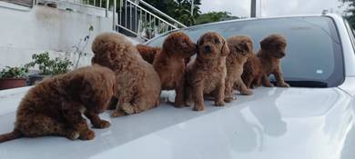 poodle puppy 