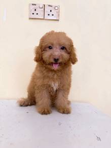 Toy Poodle