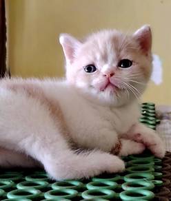 British Shorthair kitten
