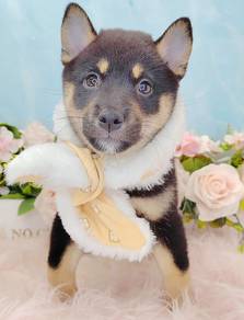 Shiba