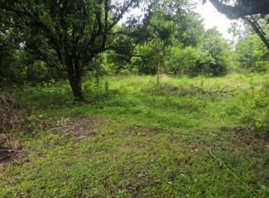 Commercial Land in Tanah Merah, KTN