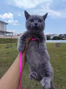 kucing munchkin super short