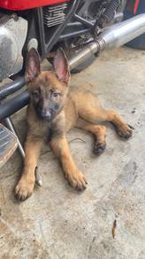 Belgian Shepherd Working Line 