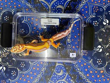 Leopard Gecko