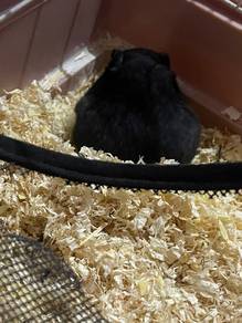 Hamster Mix Big Bone
