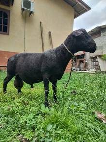 Biri dorper salin