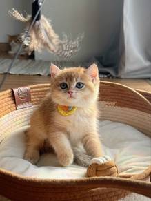 bsh golden