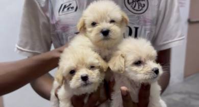 Shipoo Puppies