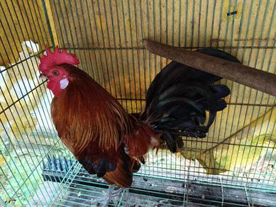 Ayam hutan