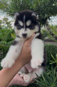 alaska husky