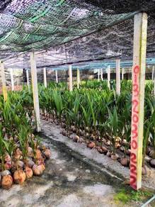 Benih kelapa matagf2 HIJAU/SGG