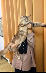 mainecoon female