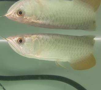 Arowana golden