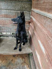 Belgium Mallinois X German Shepherd 
