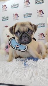 Pug