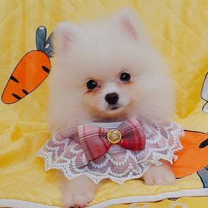 Pomeranian