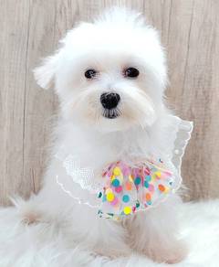 Maltese