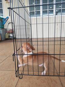 Chiwawa Chiwahwah Chihuahua puppy 1210D