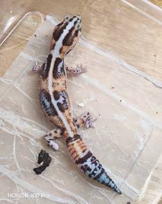 Fatt Tail Gecko 